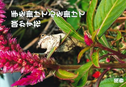 PP017 ���ݤ���